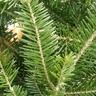 Christmas Trees - Hunt’s Christmas Tree Farm